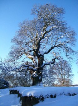 Bishops Park, Bishop Auckland, Durham 7th Jan 2010