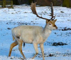Fallow Deer Stag, Bradgate Park Wallpaper