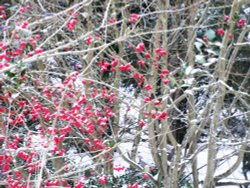 Berries in Belle View Park Wallpaper