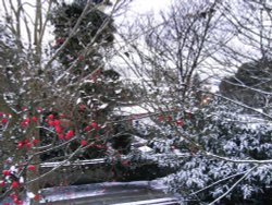 Berries in Belle View Park Wallpaper