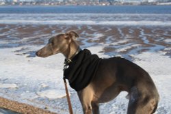 A frozen Exe Estuary with Jasper