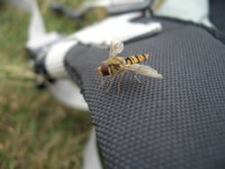 Hoverfly Wallpaper