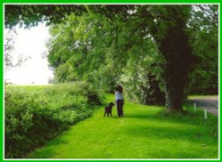 Afternoon Stroll Wallpaper