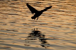 Mallard, evening landing. Wallpaper