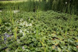 Village pond Wallpaper