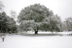 Winter wonderland 2010 Wallpaper