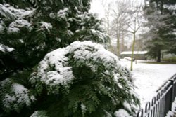 In the green Wallpaper