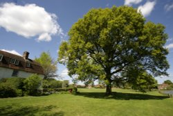 The village Oak Wallpaper