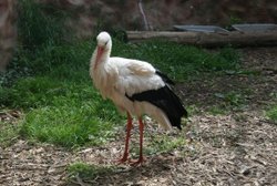 Colchester Zoo Wallpaper