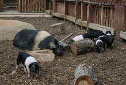 Colchester Zoo Wallpaper