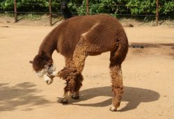 Colchester Zoo Wallpaper