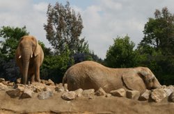Colchester Zoo Wallpaper