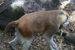 Colchester Zoo Wallpaper