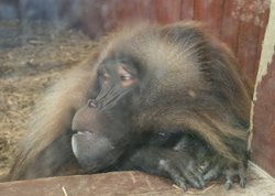 Colchester Zoo Wallpaper