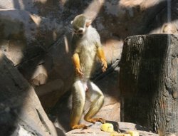 Colchester Zoo Wallpaper