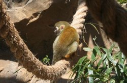 Colchester Zoo Wallpaper