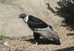 Colchester Zoo Wallpaper