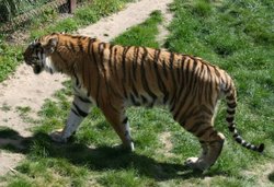 Colchester Zoo Wallpaper