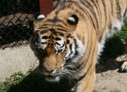 Colchester Zoo Wallpaper