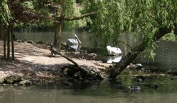 Colchester Zoo Wallpaper