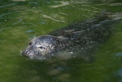 Colchester Zoo Wallpaper