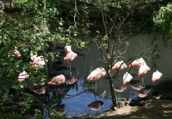 Colchester Zoo Wallpaper