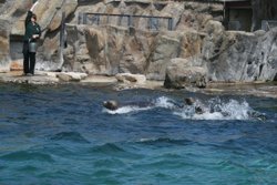 Colchester Zoo Wallpaper