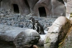 Colchester Zoo Wallpaper