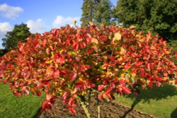 Autumn walk Wallpaper