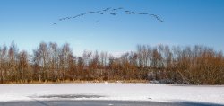 Canada Geese Wallpaper