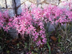 Nerines. Wallpaper