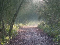 Whisby nature walk