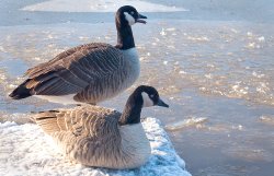 Too cold for a dip? Wallpaper