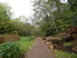 The water meadow. Wallpaper