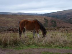 Quantock Hills Wallpaper