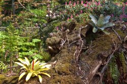 Succulents Wallpaper