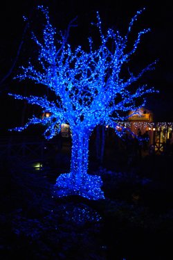 Blue tree day