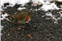 The local robin Wallpaper