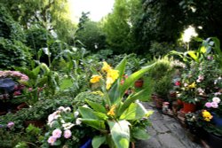 Dads garden, NW6 Wallpaper