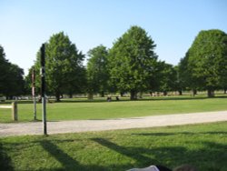 Trees at Bushey Park