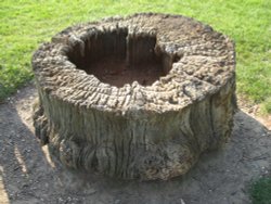 Old tree trunk, Bushey Park