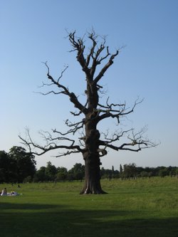 Old tree at Bushey Park
