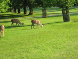 The Queens Deer, Bushey Park