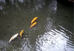 A view from Matlock Bath Wallpaper