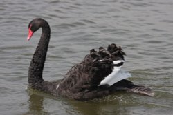 Black Swan at Oulton Broad