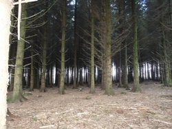 Otterford Lakes Wallpaper