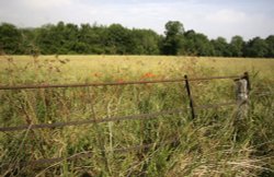 Iron fence Wallpaper