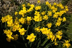 Daffodils