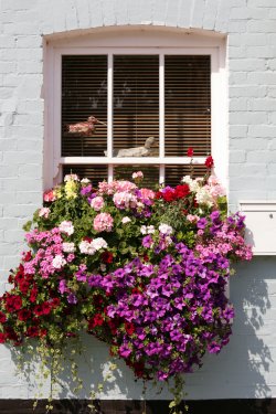 Window box