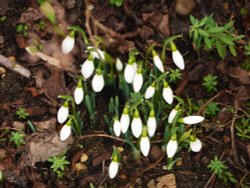 Snowdrops Wallpaper